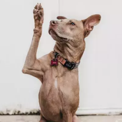 These owners abandoned their dog for an unusual reason