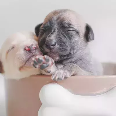 These six-days-old puppies had to leave their mama dog to survive