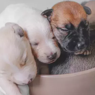 These tiny, hours-old puppies were separated from their mother and dumped in the woods