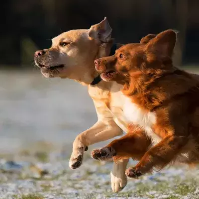 These two adorable deformed pups have created an amazing bond 