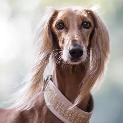 These two dogs overcame heartbreak thanks to their love for each other; now they need a forever home