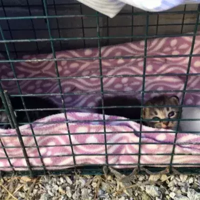 They adopted three kittens and made a shocking discovery
