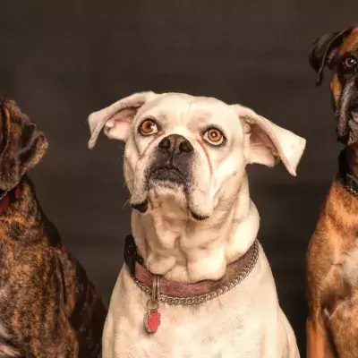 Three heartbroken ‘oldies but goldies’ lady pups are looking for a loving home together 