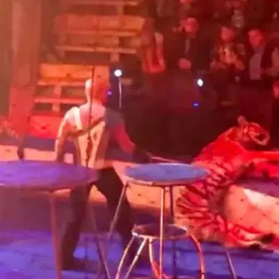A tiger collapses in a circus—what happens next shocks everyone