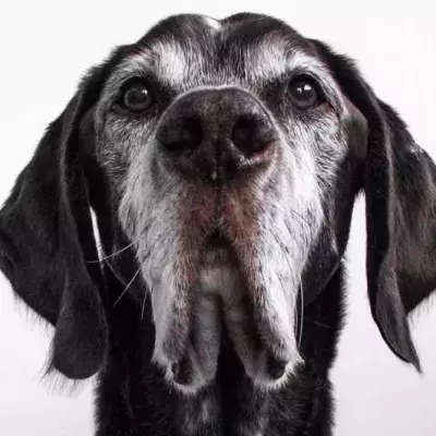 The time of the 7-year rule is over: How old is your dog really?