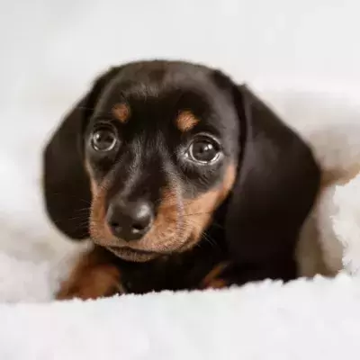 A tiny puppy was nearly burnt alive and abandoned 'crying' in excruciating pain