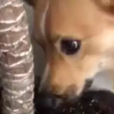 Tired of Staying Inside During Lockdown, This Corgi Is Going Something Hilarious With His Bones