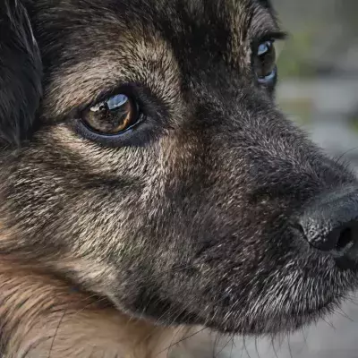 This traumatised Ukrainian dog who wanted nothing to do with people is now thriving in the shelter 