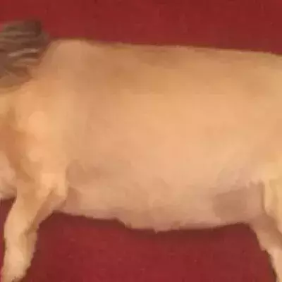 Turkey dog