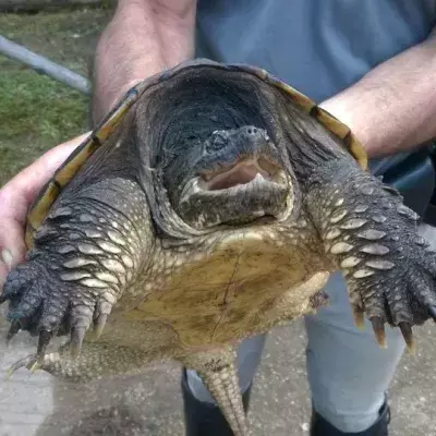 Turtle
