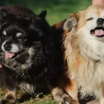 Two dogs were heartlessly left to starve as their owners jet-setted on holidays