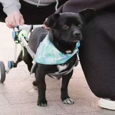 Two dogs who were rescued in the war but left unable to walk are now ready to roll into forever homes