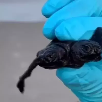 Two-headed turtle
