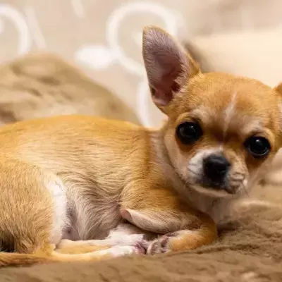 Two tiny dogs abandoned by their owner outside a supermarket looking for new homes