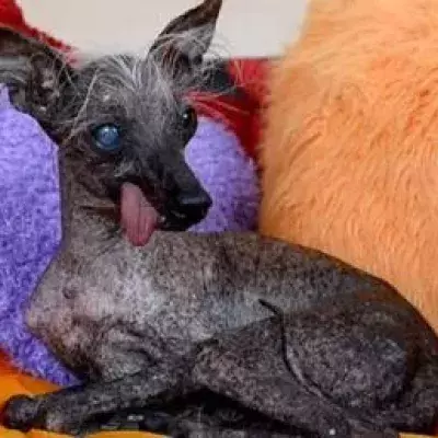 Ugliest dog