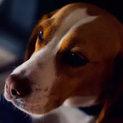 UK records first case of human-to-dog COVID transmission