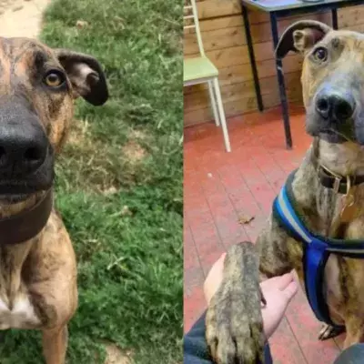UK's unwanted dog