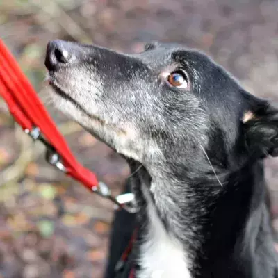 A unique dog with no nose spends five years in kennels as no one wants him 