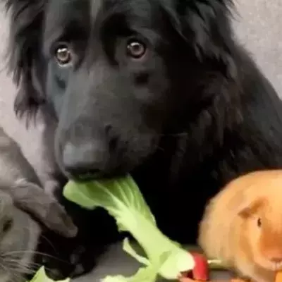 This Unlikely Trio Of Animals Are The World's Weirdest And Most Adorable Friends