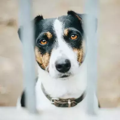 An ‘unloved’ pup was trapped in a hot empty house for weeks after his family moved and forgot about him (VIDEO)