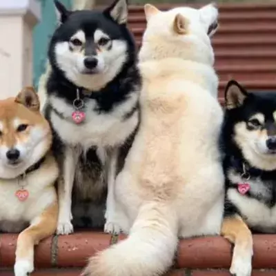 'Unphotogenic' Shiba Inu can't help but ruin group photos