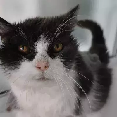 This unusually old cat found her retirement home despite all odds
