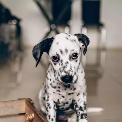 This unwanted dog got adopted after a heartbreaking video showing his loneliness went viral (VIDEO)