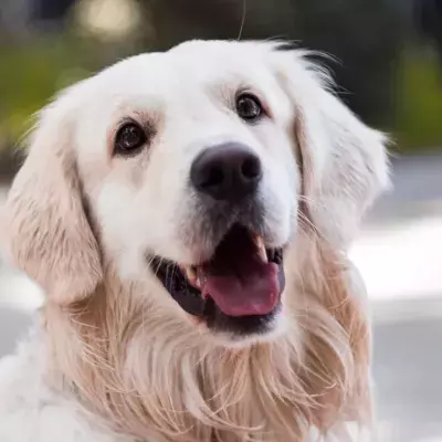 This unwanted dog went through 14 failed adoptions, leaving shelter's staff in tears