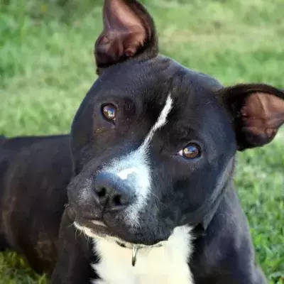 The unwanted pup who became an award-winning police dog finds a forever home