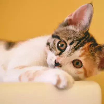 Vets in shock as they come across a 'the rarest ever' kitten with no sex organs