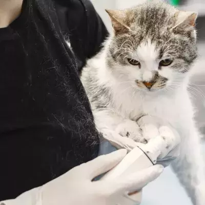 This video of 'wobbly' cats will make you want to adopt one (VIDEO)