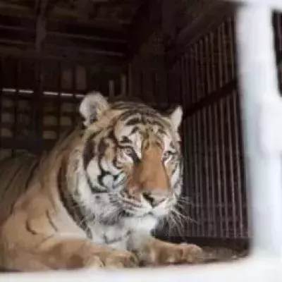 This Vietnamese man was curious to see how a tiger was fed and got attacked.