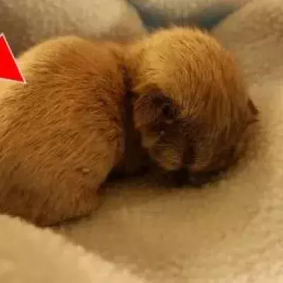 Volunteers at the National Kitten Coalition found a silver-haired kitten.