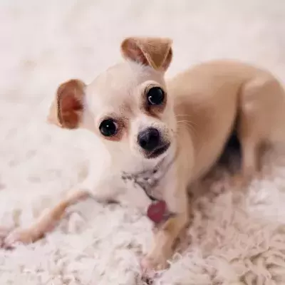 Want to know your dog's zodiac sign? 