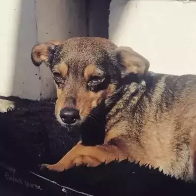 War in Ukraine: This man and his puppy walked for 5 days to escape the besieged city of Mariupol