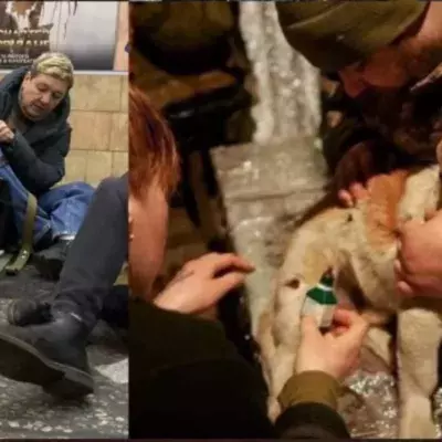 War in Ukraine: These images show how thousands of pets are suffering