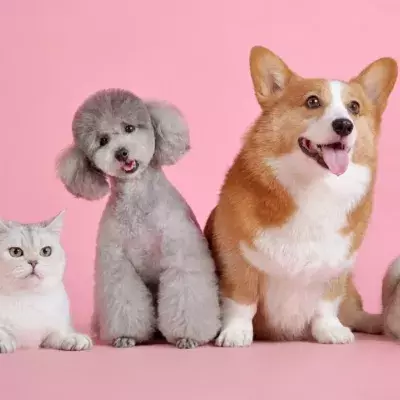 The warning signs that your pet may be dying