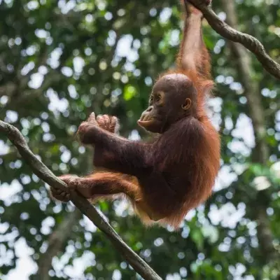 Watch the cute moment an orangutan tries on sunglasses after tourist drops them at zoo