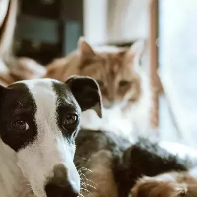 Ways to save money on pet ownership
