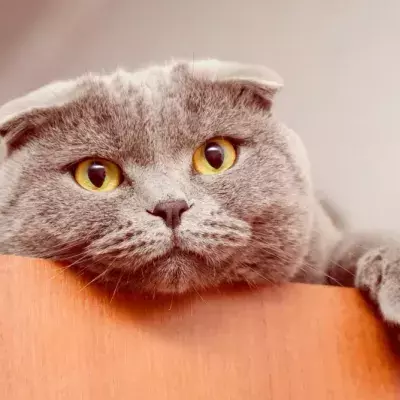 What Should You Be Doing If Your Cat Is Overweight?
