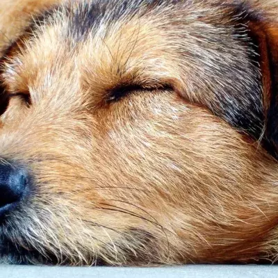 What is your dog dreaming about in their sleep?