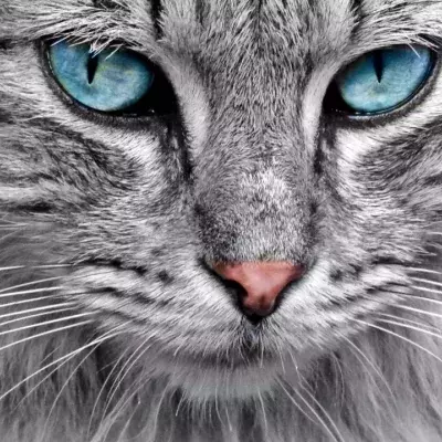Why do cats even need whiskers? You’ll be surprised to find out 