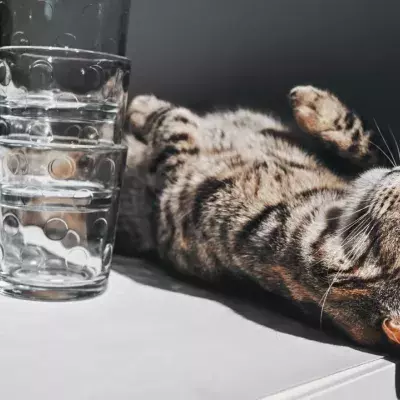Why do cats knock things over? Here are 3 reasons