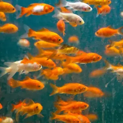 This is why you should never flush a goldfish down the toilet