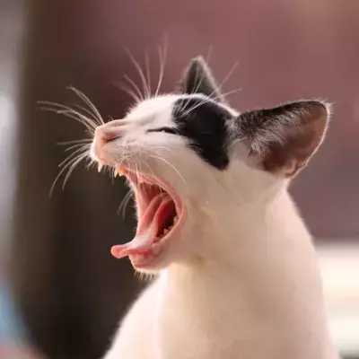 Will catnip make my cat crazy? Here is what you need to know