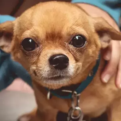 This woman was reunited with her stolen dog after 10 years and it’s adorable