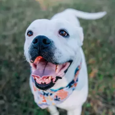 This ‘wonky’ puppy with no future had no idea what life had in store for her