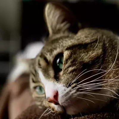 World’s saddest cat: This cat has a disorder which causes his face to drop