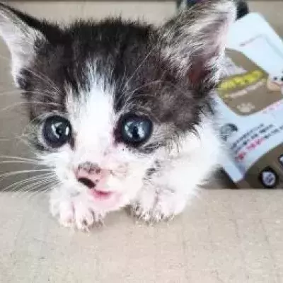 This wounded kitten was rescued by a couple.