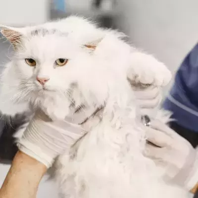 Is you cat vomiting? Here's when to rush to the vet 